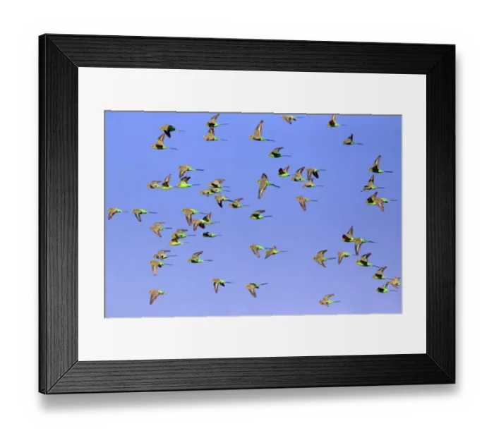 Framed Print : Budgerigar (Melopsittacus undulatus) flock, in flight, Sturt N. P. New South Wales, Australia Framed Print : Budgerigar (Melopsittacus undulatus) flock, in flight, Sturt N. P. New South Wales, Australia