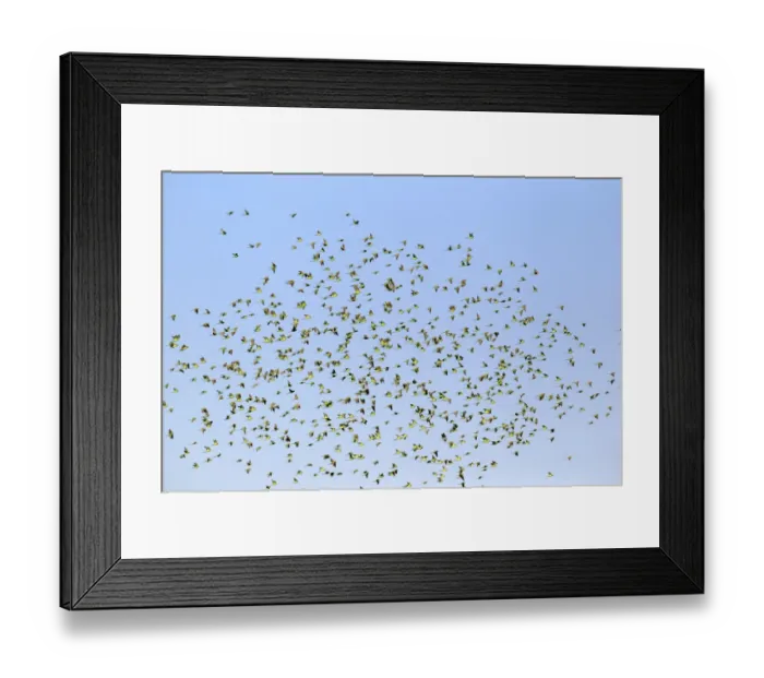 Framed Print : Budgerigar (Melopsittacus undulatus) flock, in flight, Sturt N. P. New South Wales, Australia