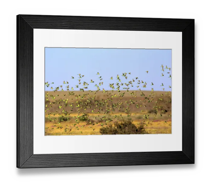 Framed Print : Budgerigar (Melopsittacus undulatus) flock, in flight, Sturt N. P. New South Wales, Australia Framed Print : Budgerigar (Melopsittacus undulatus) flock, in flight, Sturt N. P. New South Wales, Australia