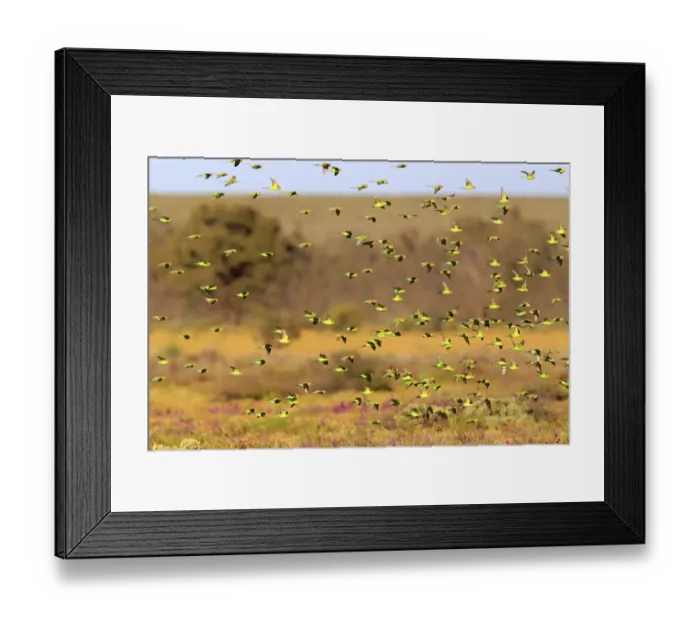 Framed Print : Budgerigar (Melopsittacus undulatus) flock, in flight, Sturt N. P. New South Wales, Australia Framed Print : Budgerigar (Melopsittacus undulatus) flock, in flight, Sturt N. P. New South Wales, Australia