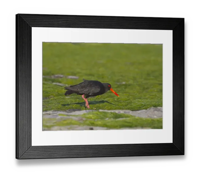 Framed Print : Variable Oystercatcher (Haematopus unicolor) adult, walking on algae, New Zealand, november Framed Print : Variable Oystercatcher (Haematopus unicolor) adult, walking on algae, New Zealand, november