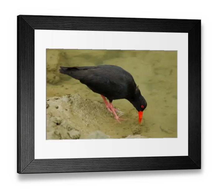 Framed Print : Variable Oystercatcher (Haematopus unicolor) adult, feeding in coastal creek, Auckland, North Island, New Zealand, january Framed Print : Variable Oystercatcher (Haematopus unicolor) adult, feeding in coastal creek, Auckland, North Island, New Zealand, january