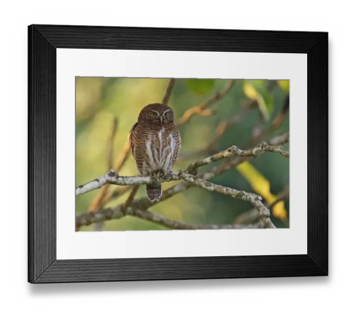 Framed Print : Asian Barred Owlet (Glaucidium cuculoides austerum) adult, perched on branch, Roing, Arunachal Pradesh, India, february Framed Print : Asian Barred Owlet (Glaucidium cuculoides austerum) adult, perched on branch, Roing, Arunachal Pradesh, India, february