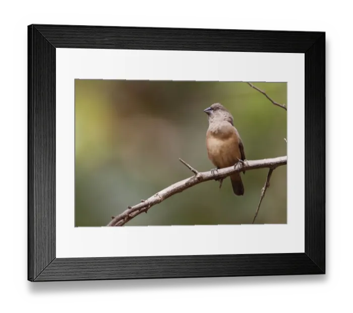 Framed Print : Bronze Munia (Lonchura cucullata) adult female, perched on twig, Gambia, january Framed Print : Bronze Munia (Lonchura cucullata) adult female, perched on twig, Gambia, january