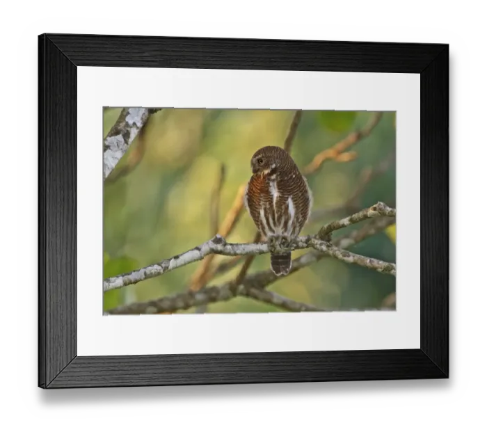 Framed Print : Asian Barred Owlet (Glaucidium cuculoides austerum) adult, perched on branch, Roing, Arunachal Pradesh, India, february Framed Print : Asian Barred Owlet (Glaucidium cuculoides austerum) adult, perched on branch, Roing, Arunachal Pradesh, India, february