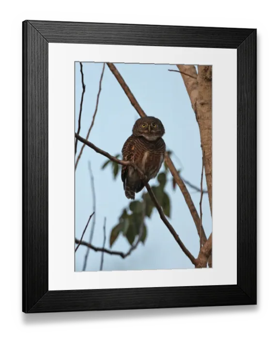 Framed Print : Asian Barred Owlet (Glaucidium cuculoides bruegeli) adult, calling, perched on branch, Kaeng Krachan N. P. Thailand, january Framed Print : Asian Barred Owlet (Glaucidium cuculoides bruegeli) adult, calling, perched on branch, Kaeng Krachan N. P. Thailand, january