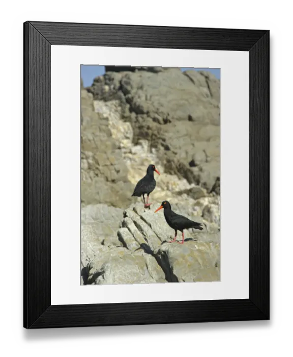 Framed Print : African Oystercatcher (Haematopus moquini) two adults, standing on coastal rocks, South Africa
