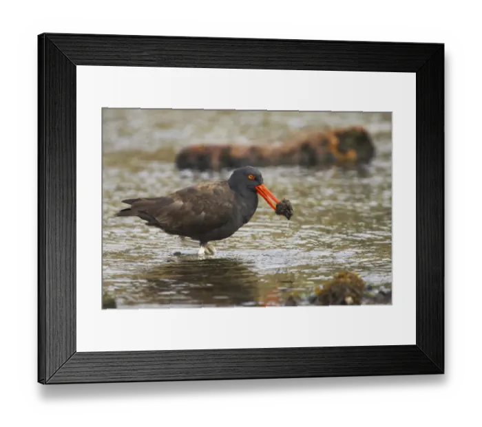 Framed Print : Blackish Oystercatcher (Haematopus ater) adult, with food in beak, wading in shallow water, Carcass Island, Falkland Islands Framed Print : Blackish Oystercatcher (Haematopus ater) adult, with food in beak, wading in shallow water, Carcass Island, Falkland Islands