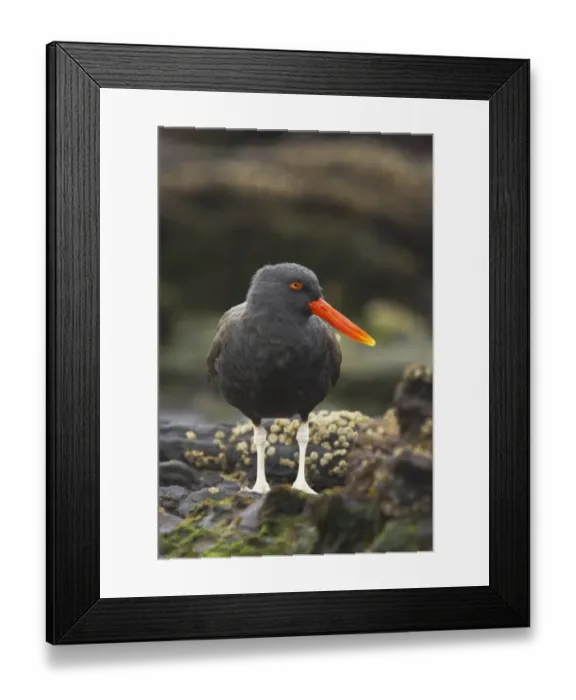 Framed Print : Blackish Oystercatcher (Haematopus ater) adult, standing on rocky shore, Carcass Island, Falkland Islands