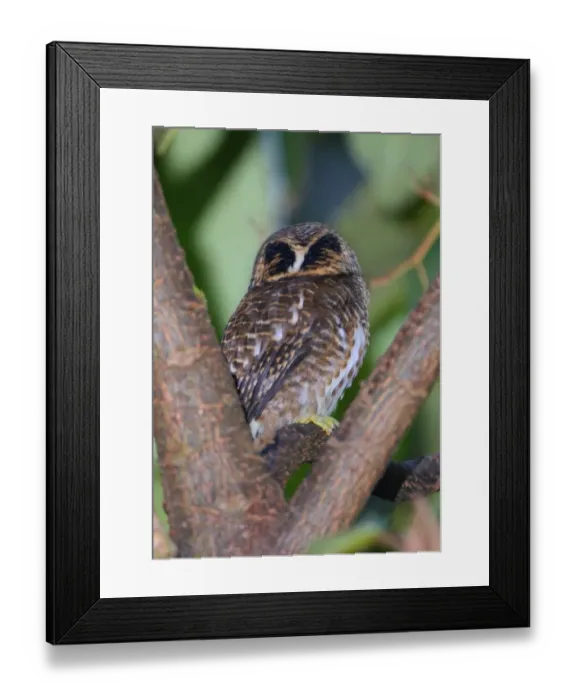 Framed Print : Collared Owlet (Glaucidium brodiei brodiei) adult, rear view of head showing false eye markings, perched in tree, Eaglenest Wildlife Sanctuary, Arunachal Pradesh, India, january Framed Print : Collared Owlet (Glaucidium brodiei brodiei) adult, rear view of head showing false eye markings, perched in tree, Eaglenest Wildlife Sanctuary, Arunachal Pradesh, India, january