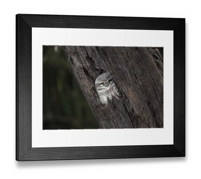 Framed Print : Spotted Owlet (Athene brama) adult, roosting in tree hole, Kanha N. P. Madhya Pradesh, India, november Framed Print : Spotted Owlet (Athene brama) adult, roosting in tree hole, Kanha N. P. Madhya Pradesh, India, november