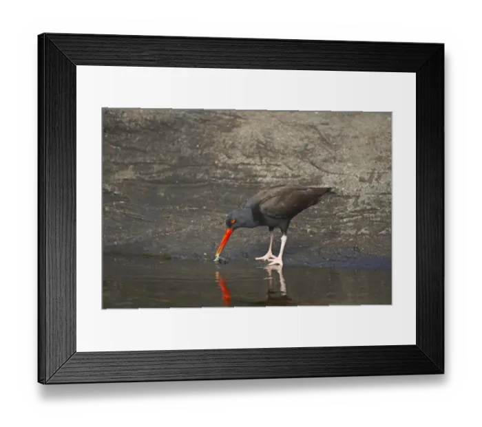 Framed Print : Black Oystercatcher (Haematopus bachmani) adult, feeding, standing at edge of water along rocky coast, Oregon, U. S. A Framed Print : Black Oystercatcher (Haematopus bachmani) adult, feeding, standing at edge of water along rocky coast, Oregon, U. S. A