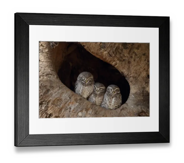 Framed Print : Spotted Owlet (Athene brama) three adults, roosting in tree hole, Kanha N. P. Madhya Pradesh, India, november