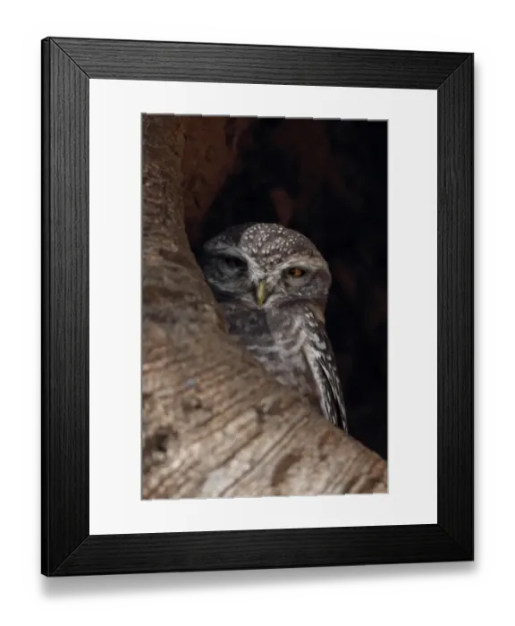Framed Print : Spotted Owlet (Athene brama) adult, roosting in tree hole, Kanha N. P. Madhya Pradesh, India, november Framed Print : Spotted Owlet (Athene brama) adult, roosting in tree hole, Kanha N. P. Madhya Pradesh, India, november