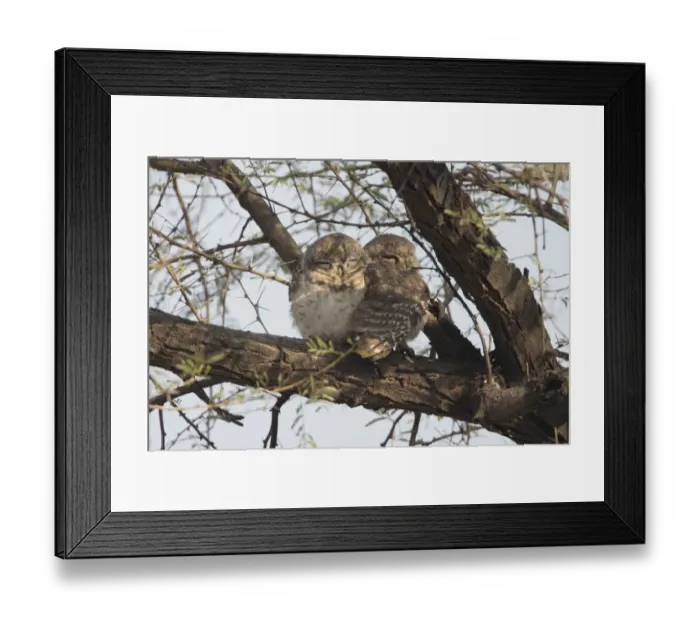 Framed Print : Spotted Owlet (Athene brama) adult pair, roosting on tree branch, Ranthambore N. P. Rajasthan, India, january Framed Print : Spotted Owlet (Athene brama) adult pair, roosting on tree branch, Ranthambore N. P. Rajasthan, India, january
