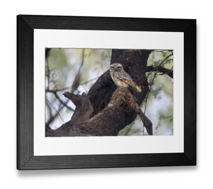 Framed Print : Spotted Owlet (Athene brama) adult, perched at hole in tree, Keoladeo Ghana N. P. (Bharatpur), Rajasthan, India