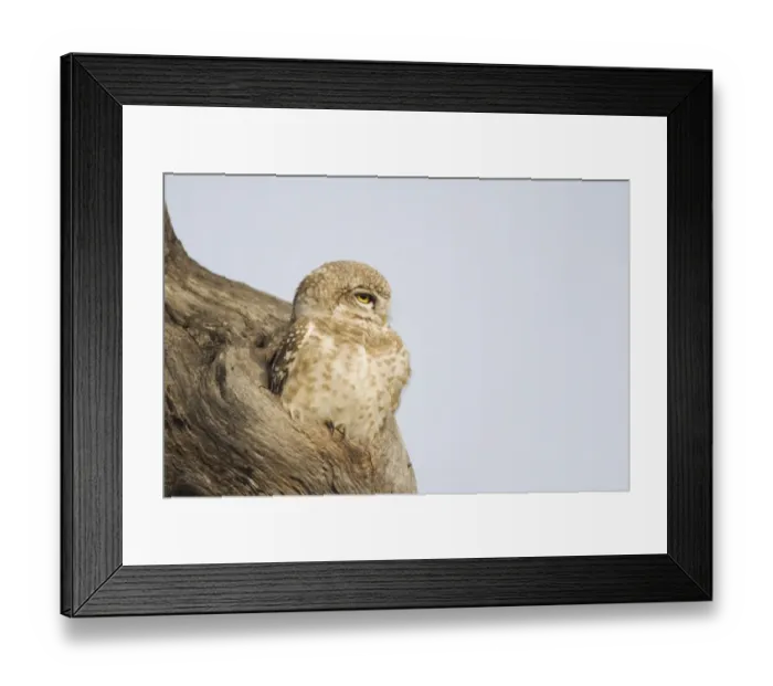 Framed Print : Spotted Owlet (Athene brama) adult, sitting at entrance to hole in tree trunk, Keoladeo Ghana N. P. (Bharatpur), Rajasthan, India Framed Print : Spotted Owlet (Athene brama) adult, sitting at entrance to hole in tree trunk, Keoladeo Ghana N. P. (Bharatpur), Rajasthan, India