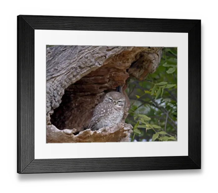 Framed Print : Spotted Owlet (Athene brama) adult, roosting at hole in tree trunk, Rajasthan, India, january Framed Print : Spotted Owlet (Athene brama) adult, roosting at hole in tree trunk, Rajasthan, India, january