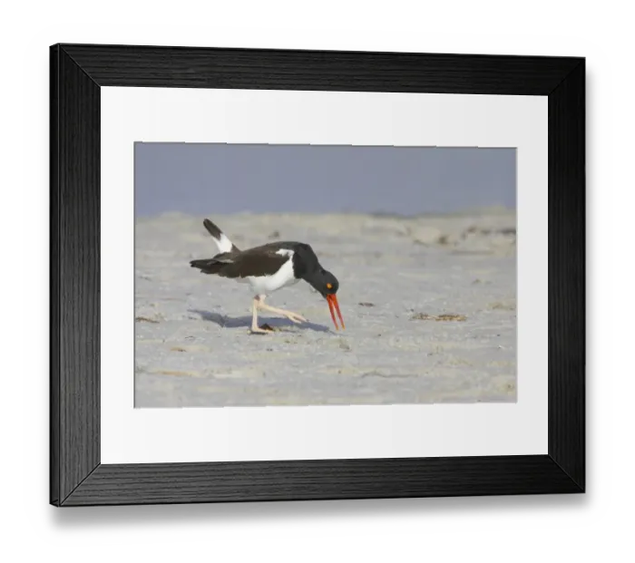 Framed Print : American Oystercatcher (Haematopus palliatus) adult, displaying on beach, Fort de Soto, Florida, U. S. A Framed Print : American Oystercatcher (Haematopus palliatus) adult, displaying on beach, Fort de Soto, Florida, U. S. A