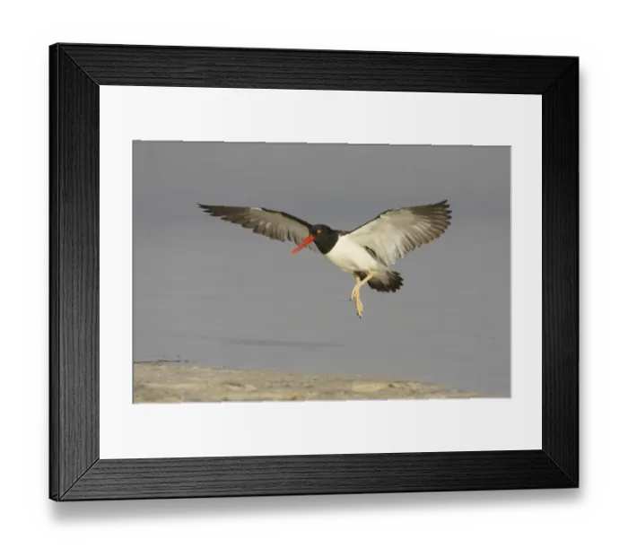 Framed Print : American Oystercatcher (Haematopus palliatus) adult, in flight, landing on beach, Fort de Soto, Florida, U. S. A Framed Print : American Oystercatcher (Haematopus palliatus) adult, in flight, landing on beach, Fort de Soto, Florida, U. S. A