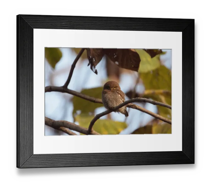 Framed Print : Jungle Owlet (Glaucidium radiatum) adult, perched on branch, Corbett N. P. Uttarakhand, India, february Framed Print : Jungle Owlet (Glaucidium radiatum) adult, perched on branch, Corbett N. P. Uttarakhand, India, february