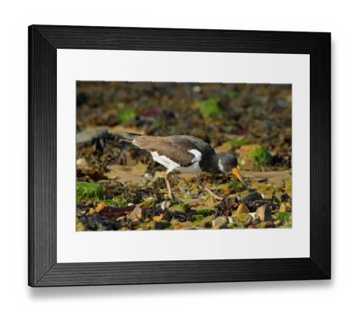 Framed Print : Eurasian Oystercatcher (Haematopus ostralegus) adult, winter plumage, foraging on beach, Poole Harbour, Dorset, England, october Framed Print : Eurasian Oystercatcher (Haematopus ostralegus) adult, winter plumage, foraging on beach, Poole Harbour, Dorset, England, october
