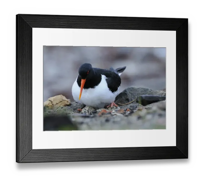 Framed Print : Eurasian Oystercatcher (Haematopus ostralegus) adult, settling on nest to incubate four eggs, Varanger, Norway, may Framed Print : Eurasian Oystercatcher (Haematopus ostralegus) adult, settling on nest to incubate four eggs, Varanger, Norway, may