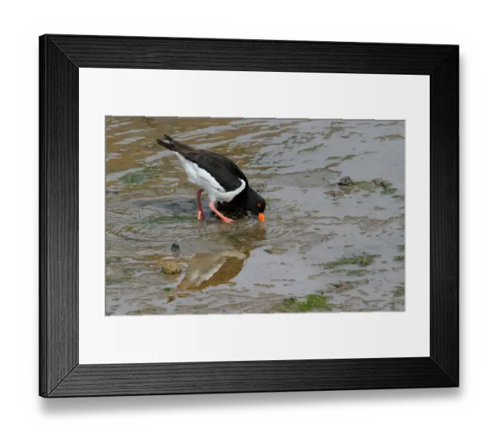Framed Print : Eurasian Oystercatcher (Haematopus ostralegus) adult, feeding, probing mud with beak at low tide, Scotland, june Framed Print : Eurasian Oystercatcher (Haematopus ostralegus) adult, feeding, probing mud with beak at low tide, Scotland, june