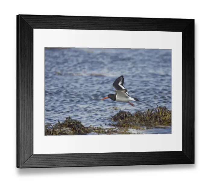 Framed Print : Eurasian Oystercatcher (Haematopus ostralegus) adult, in flight over tideline, Burray, Orkney, Scotland, june Framed Print : Eurasian Oystercatcher (Haematopus ostralegus) adult, in flight over tideline, Burray, Orkney, Scotland, june