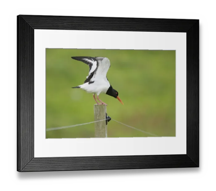 Framed Print : Eurasian Oystercatcher (Haematopus ostralegus) adult, stretching wings, standing on fencepost, Mainland, Orkney, Scotland, june Framed Print : Eurasian Oystercatcher (Haematopus ostralegus) adult, stretching wings, standing on fencepost, Mainland, Orkney, Scotland, june