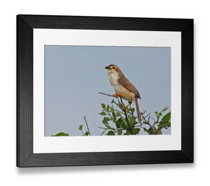 Framed Print : Yellow-eyed Babbler (Chrysomma sinense nasale) endemic race, adult male, perched on bush, Sri Lanka, december Framed Print : Yellow-eyed Babbler (Chrysomma sinense nasale) endemic race, adult male, perched on bush, Sri Lanka, december