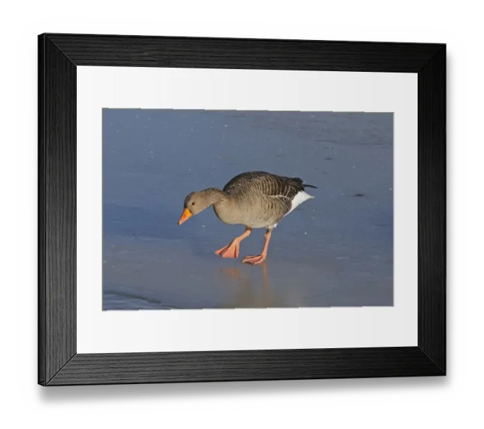 Framed Print : Greylag Goose (Anser anser) adult, walking on ice, Slimbridge, Gloucestershire, England, december Framed Print : Greylag Goose (Anser anser) adult, walking on ice, Slimbridge, Gloucestershire, England, december