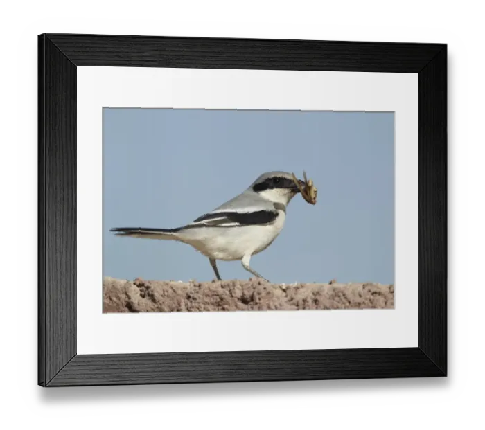 Framed Print : Southern Grey Shrike (Lanius meridionalis) adult, feeding on locust, Boulmane Dades, Morocco, february Framed Print : Southern Grey Shrike (Lanius meridionalis) adult, feeding on locust, Boulmane Dades, Morocco, february