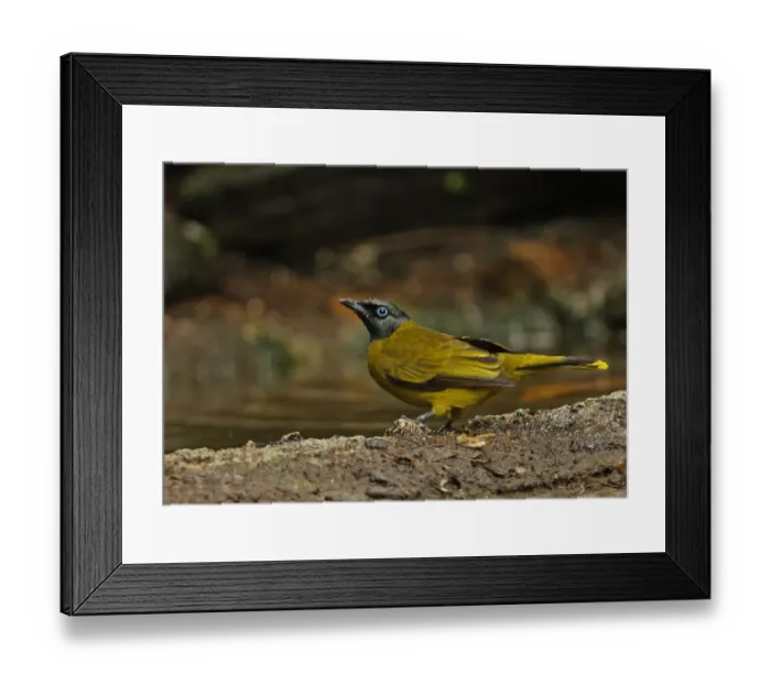 Framed Print : Black-headed Bulbul (Pycnonotus atriceps) adult, drinking at forest pool, Kaeng Krachan N. P. Thailand, november Framed Print : Black-headed Bulbul (Pycnonotus atriceps) adult, drinking at forest pool, Kaeng Krachan N. P. Thailand, november