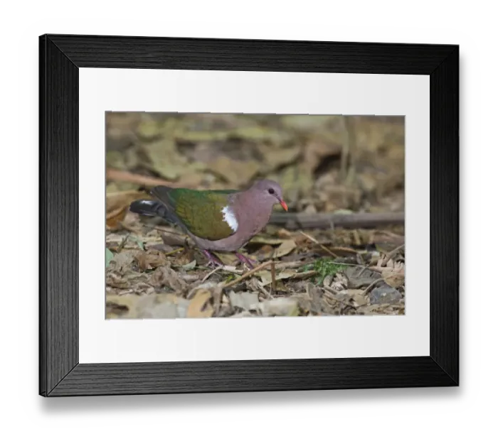 Framed Print : Emerald Dove (Chalcophaps indica) adult, standing on leaf litter, Cairns, Queensland, Australia Framed Print : Emerald Dove (Chalcophaps indica) adult, standing on leaf litter, Cairns, Queensland, Australia
