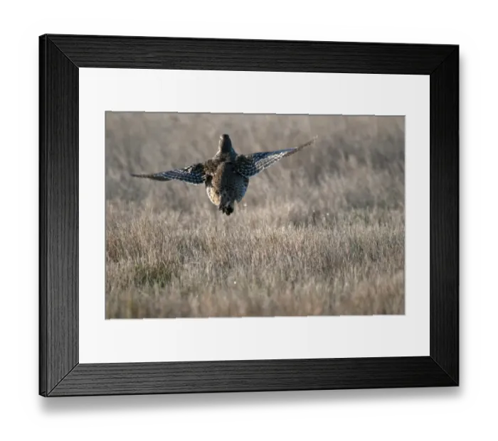 Framed Print : Sharp-tailed Grouse (Tympanuchus phasianellus) adult, in flight, taking off from shortgrass prairie, West Bloc, Grasslands N. P. Southern Saskatchewan, Canada, october