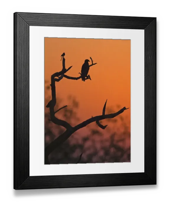 Framed Print : Greater Spotted Eagle (Aquila clanga) and Black Drongo (Dicrurus macrocercus) perched on branches, silhouetted at sunset, Northern India, january Framed Print : Greater Spotted Eagle (Aquila clanga) and Black Drongo (Dicrurus macrocercus) perched on branches, silhouetted at sunset, Northern India, january