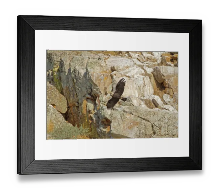 Framed Print : Spanish Imperial Eagle (Aquila adalberti) adult, in flight, Monfrague N. P. Extremadura, Spain, september Framed Print : Spanish Imperial Eagle (Aquila adalberti) adult, in flight, Monfrague N. P. Extremadura, Spain, september