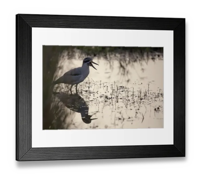 Framed Print : Great Thick-knee (Esacus recurvirostris) adult, calling, standing in water, Ranthambore N. P. Rajasthan, India Framed Print : Great Thick-knee (Esacus recurvirostris) adult, calling, standing in water, Ranthambore N. P. Rajasthan, India