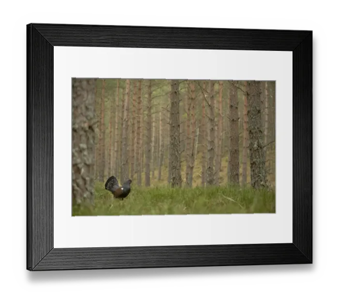 Framed Print : Western Capercaillie (Tetrao urogallus) rogue adult male, displaying in pine forest habitat, Cairngorm N. P. Highlands, Scotland, march Framed Print : Western Capercaillie (Tetrao urogallus) rogue adult male, displaying in pine forest habitat, Cairngorm N. P. Highlands, Scotland, march