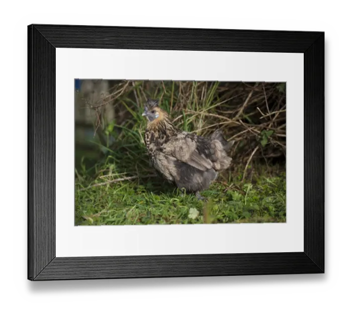 Framed Print : Domestic Chicken, Silkie cross bantam hen, standing on grass, Whitewell, Lancashire, England, december