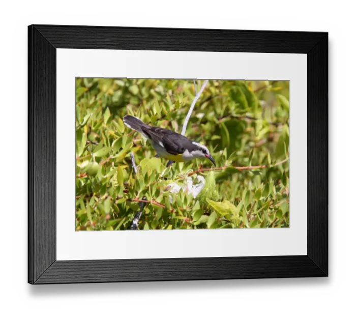 Framed Print : Bananaquit (Coereba flaveola) Turks and Caicos race, adult, perched on twig, Providenciales, Caicos Islands, Turks and Caicos Islands Framed Print : Bananaquit (Coereba flaveola) Turks and Caicos race, adult, perched on twig, Providenciales, Caicos Islands, Turks and Caicos Islands