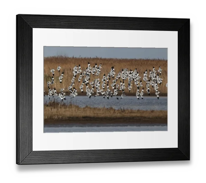Framed Print : Eurasian Avocet (Recurvirostra avocetta) flock, in flight over marshland, Cley, Norfolk, England, march Framed Print : Eurasian Avocet (Recurvirostra avocetta) flock, in flight over marshland, Cley, Norfolk, England, march