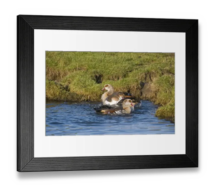 Framed Print : Egyptian Goose (Alopochen aegyptiacus) introduced species, adult pair, bathing, Salthouse, Norfolk, England, december