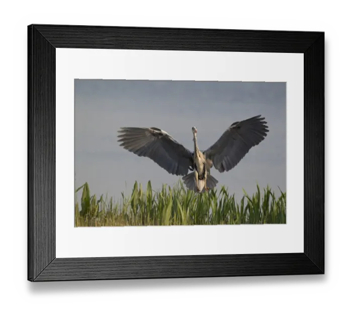 Framed Print : Grey Heron (Ardea cinerea) adult, in flight, landing in reedbed, Minsmere RSPB Reserve, Suffolk, England, april Framed Print : Grey Heron (Ardea cinerea) adult, in flight, landing in reedbed, Minsmere RSPB Reserve, Suffolk, England, april