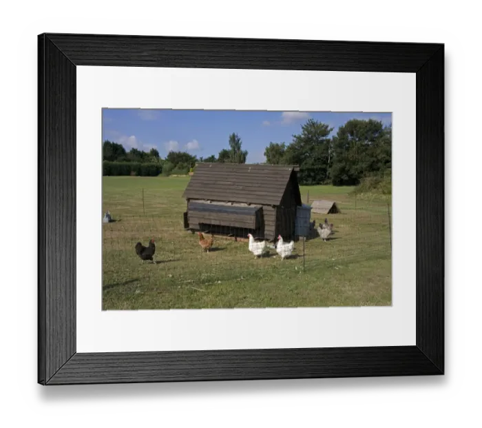 Framed Print : Domestic Chicken, free-range hens, flock with coop in run on smallholding, England, july