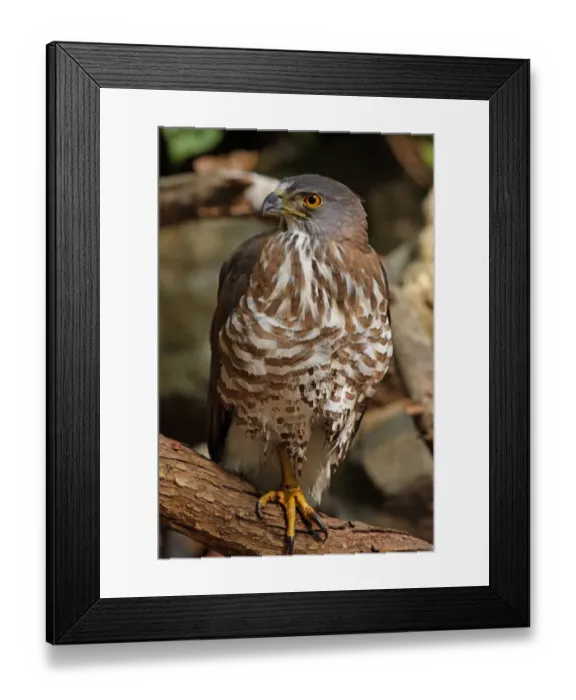 Framed Print : Crested Goshawk (Accipiter trivirgatus indicus) adult, perched on branch after bathing, Kaeng Krachan N. P. Thailand, february