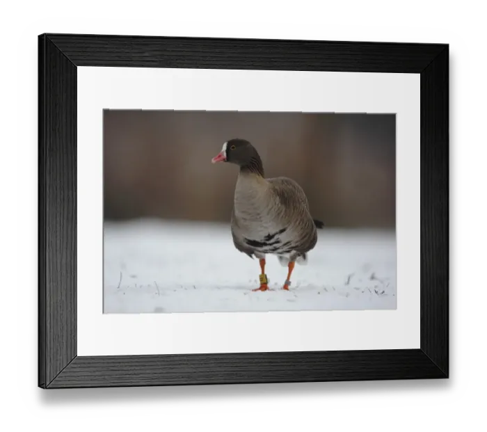 Framed Print : Lesser White-fronted Goose (Anser erythropus) adult, standing on snow, Martin Mere, Lancashire, England, december (captive) Framed Print : Lesser White-fronted Goose (Anser erythropus) adult, standing on snow, Martin Mere, Lancashire, England, december (captive)