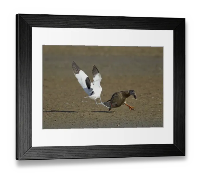 Framed Print : Eurasian Avocet (Recurvirostra avocetta) adult, in flight, attacking Mallard Duck (Anas platyrhynchos) adult female crossing territory, Minsmere RSPB Reserve, Suffolk, England, may Framed Print : Eurasian Avocet (Recurvirostra avocetta) adult, in flight, attacking Mallard Duck (Anas platyrhynchos) adult female crossing territory, Minsmere RSPB Reserve, Suffolk, England, may
