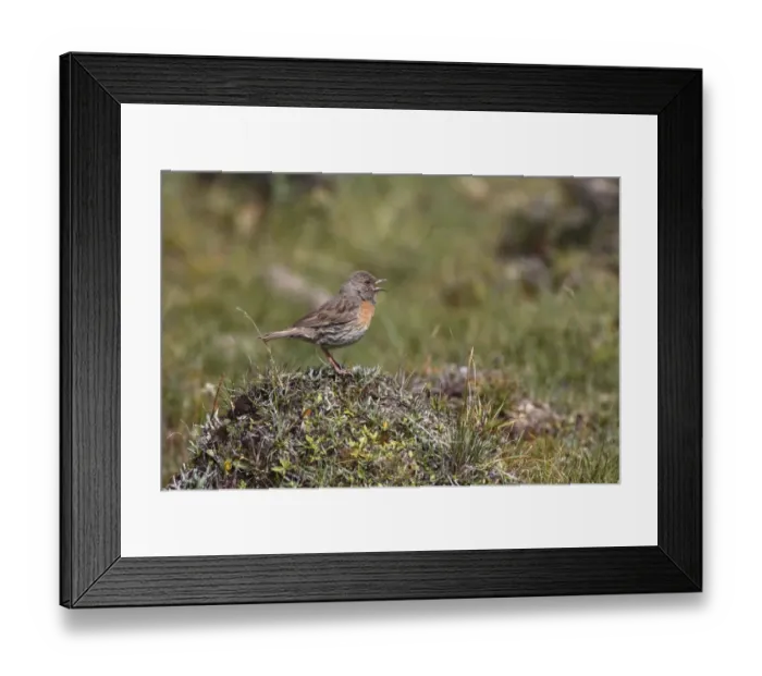Framed Print : Robin Accentor (Prunella rubeculoides) adult, singing, standing on tussock, Qinghai Province, China, august Framed Print : Robin Accentor (Prunella rubeculoides) adult, singing, standing on tussock, Qinghai Province, China, august